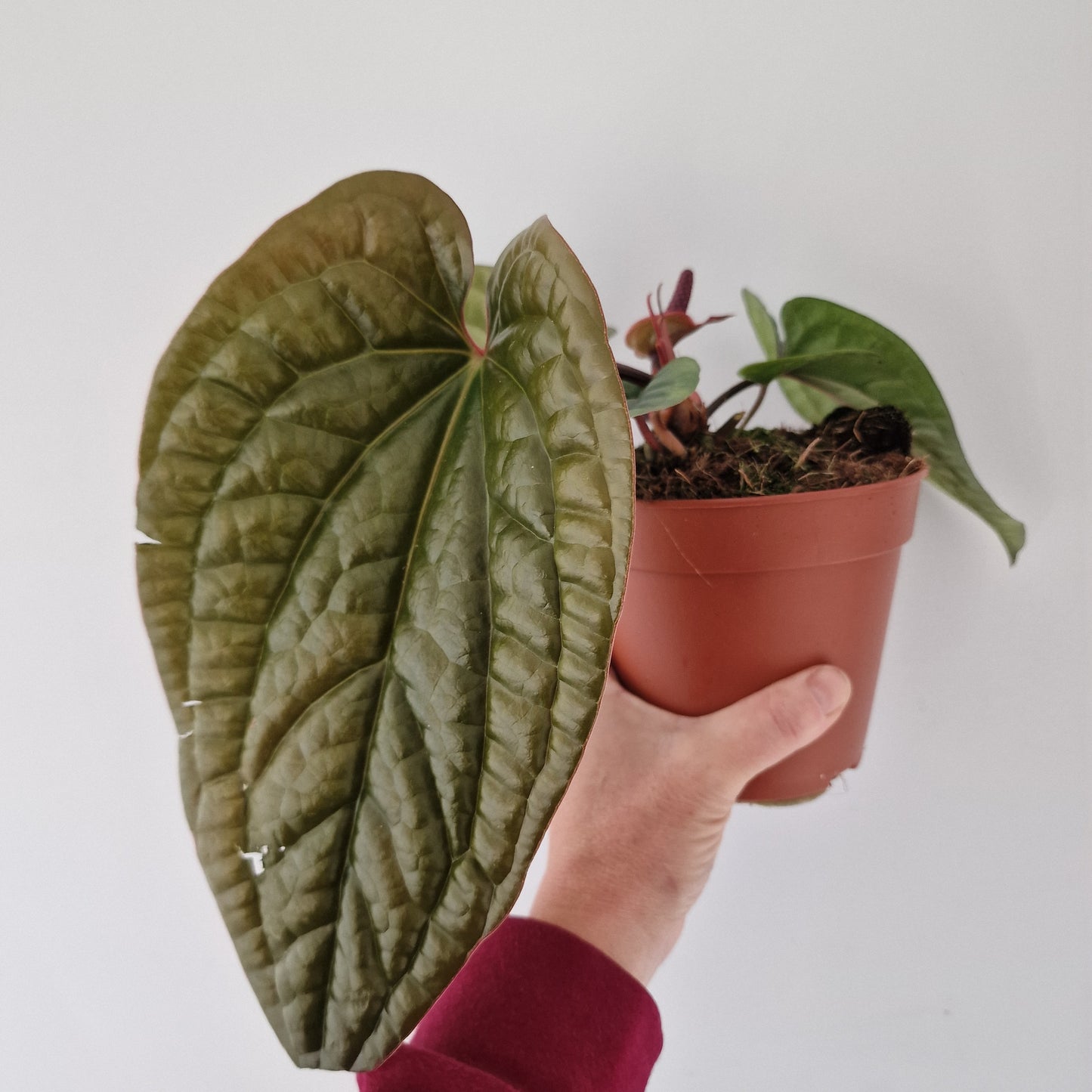 Anthurium Luxurians x Radicans – 12cm Pot