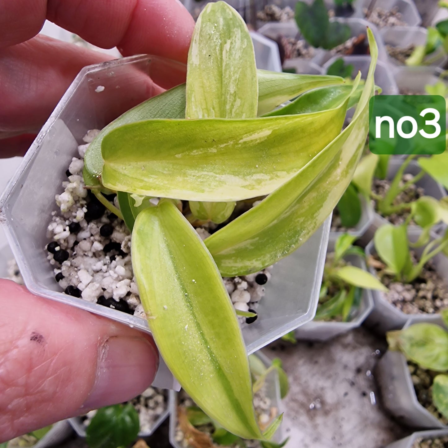 Philodendron Florida Beauty Aurea Variegata - choose your own