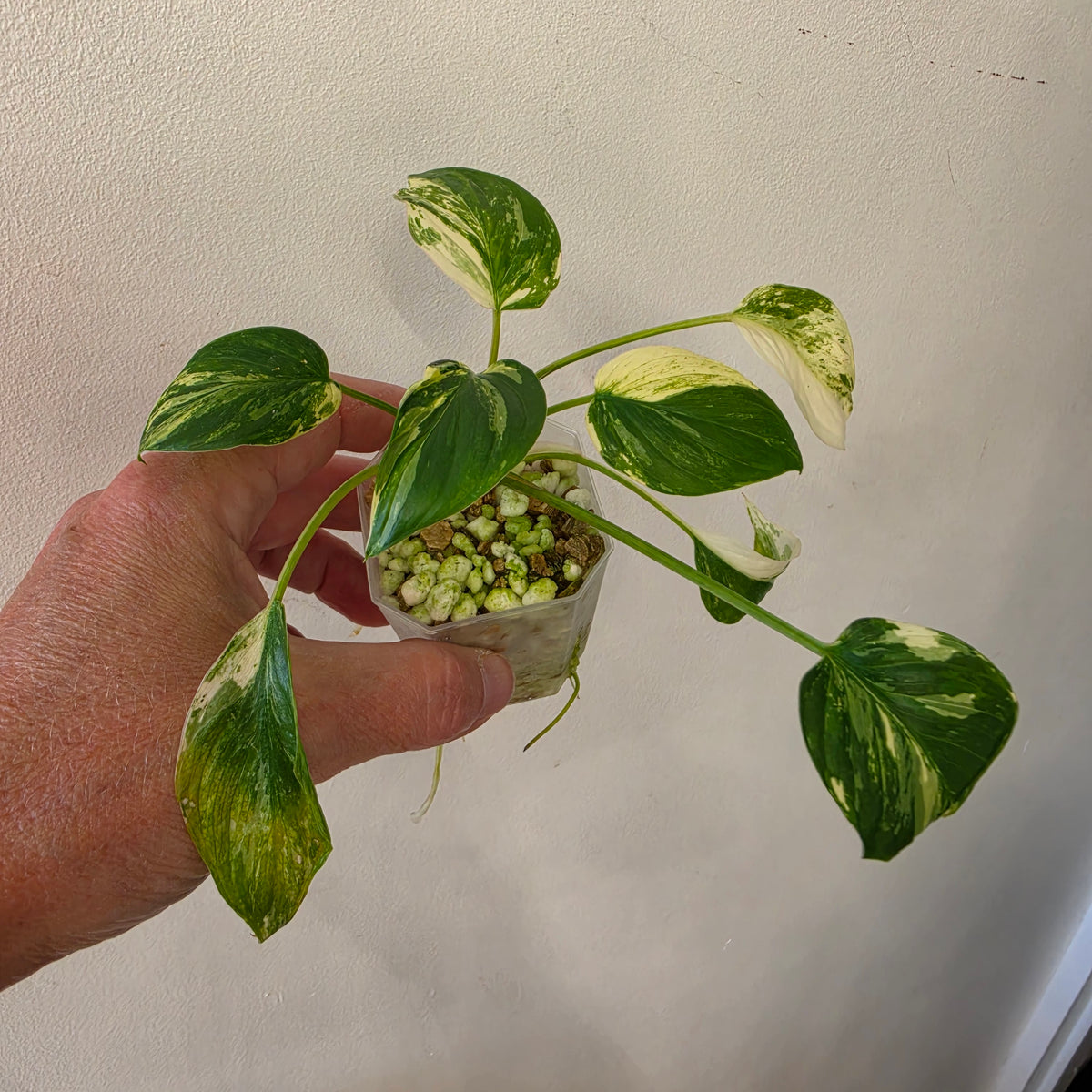 Homalomena Snow White Variegated – Chosen at Random