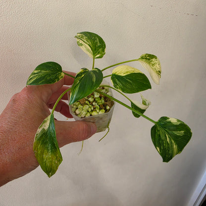Homalomena Snow White Variegated – Chosen at Random