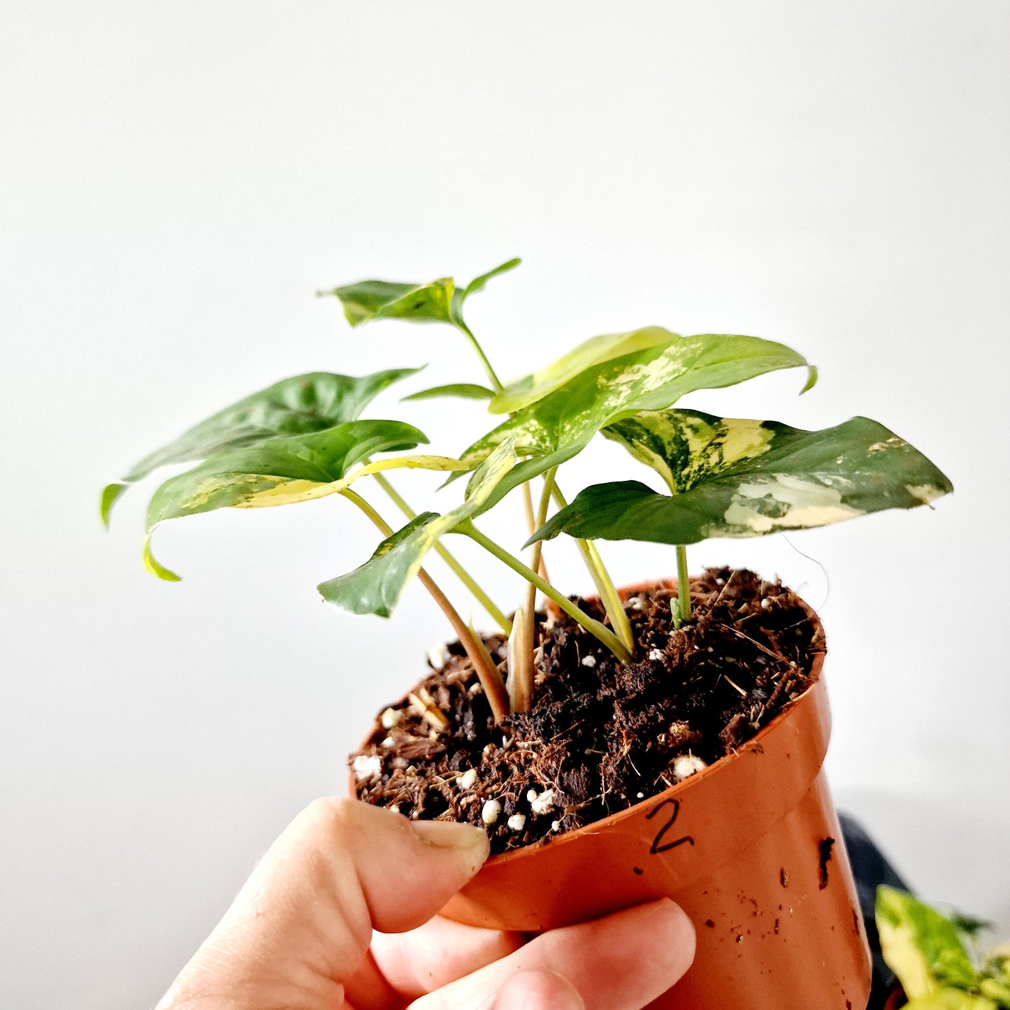Syngonium Aurea multiple Houseplants in each 14cm pot (2)