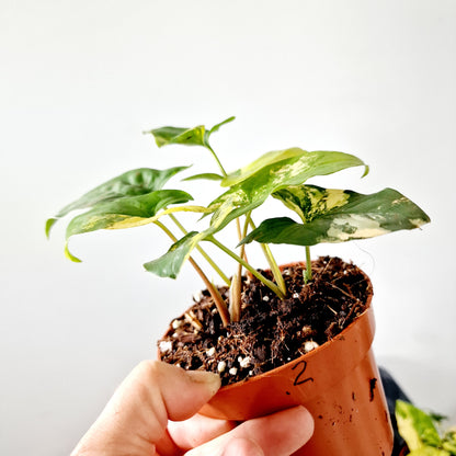 Syngonium Aurea multiple Houseplants in each 14cm pot (2)