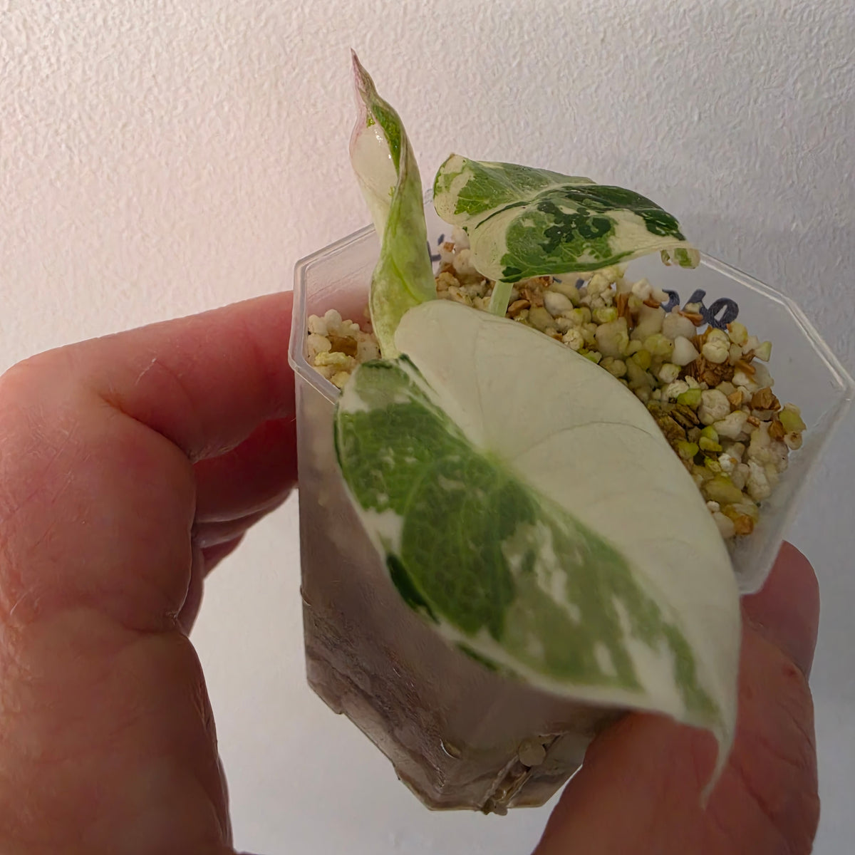 Alocasia longiloba Aurea Variegated #4