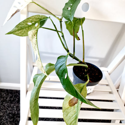 Monstera Laniata Mint Rare Houseplant 12cm pot (15)