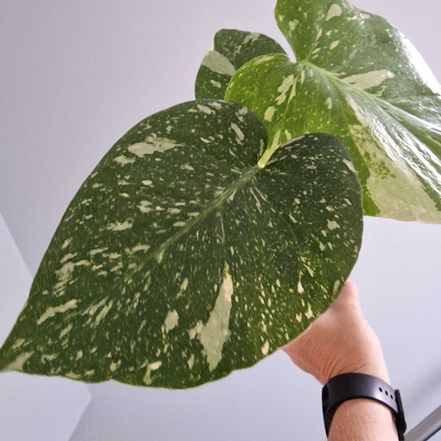 Monstera Thai Constellation Rare Houseplant 11cm pot (1b)