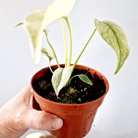 Monstera Deliciosa Mint Variegata Rare Houseplant 10.5cm pot (3)