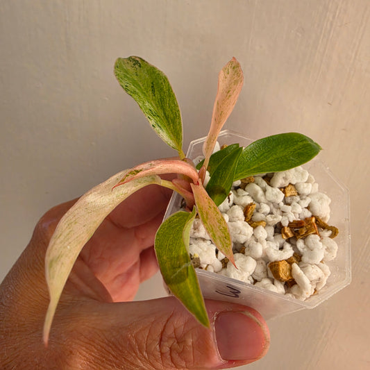 Philodendron Strawberry Caramel Marble (3) – Exact Plant - See description