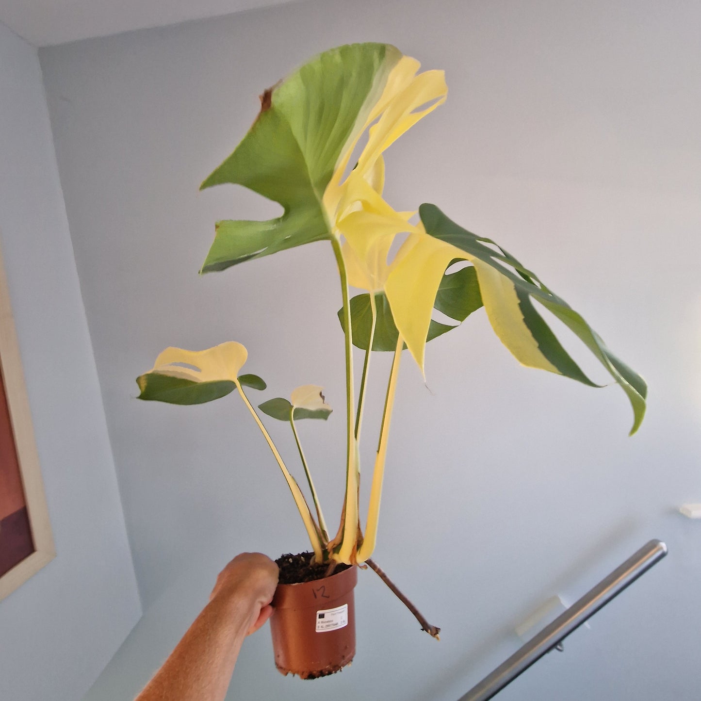 Monstera Aurea - see description before purchasing