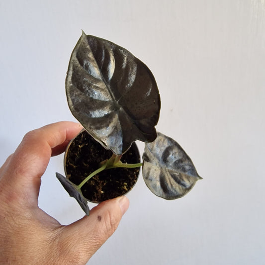 Alocasia Infernalis 'Black Magic' Rare Houseplant 6cm pot