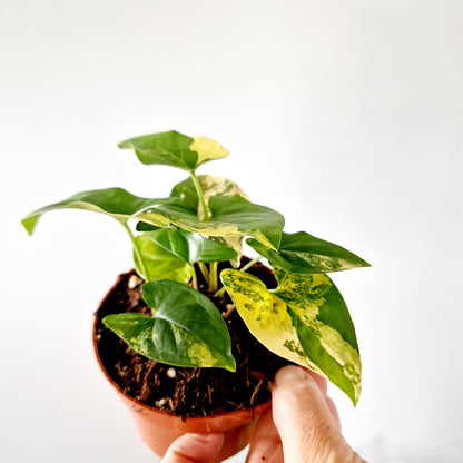 Syngonium Aurea multiple Houseplants in each 14cm pot (4)