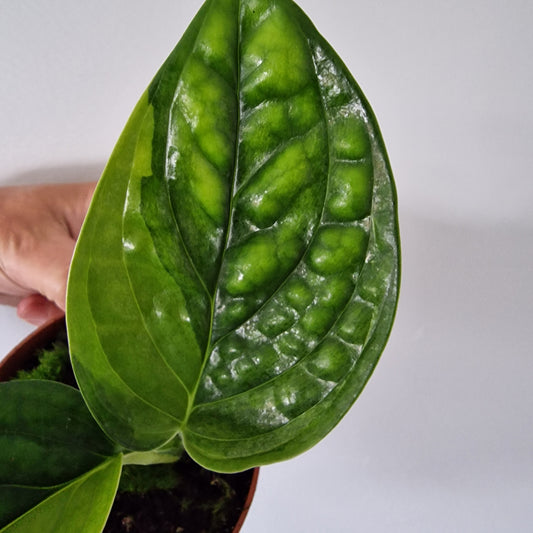 Monstera Variegated Peru Rare Houseplant 9cm pot (2)