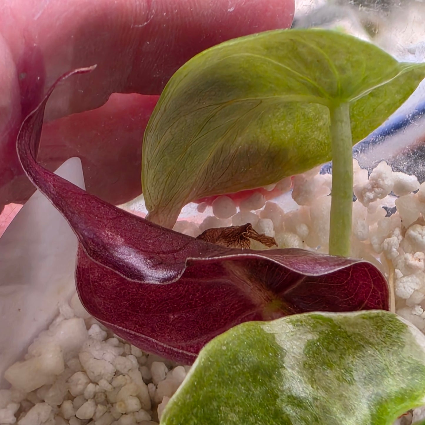 Alocasia Cuprea Pink Spot Tissue Culture 🌸 see description