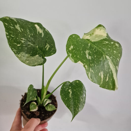 Monstera Thai Constellation Rare Houseplant 11cm pot (1m)