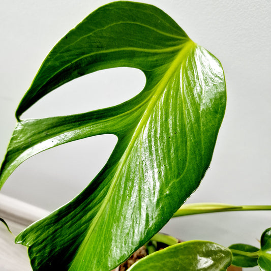 Monstera Burle Marx Flame Houseplant 13cm pot (2)