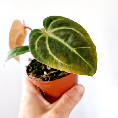 Anthurium Besseae aff x Zara x Michelle Houseplant 9cm pot (1)
