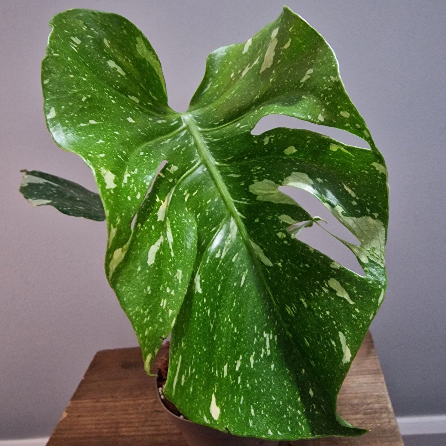 Monstera Thai Constellation Houseplant 12cm pot (3)