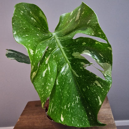 Monstera Thai Constellation Houseplant 12cm pot (3)