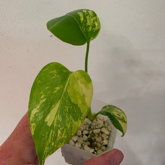 Monstera Lemon Pom Pom – Exact Plant No. 3 - See Description