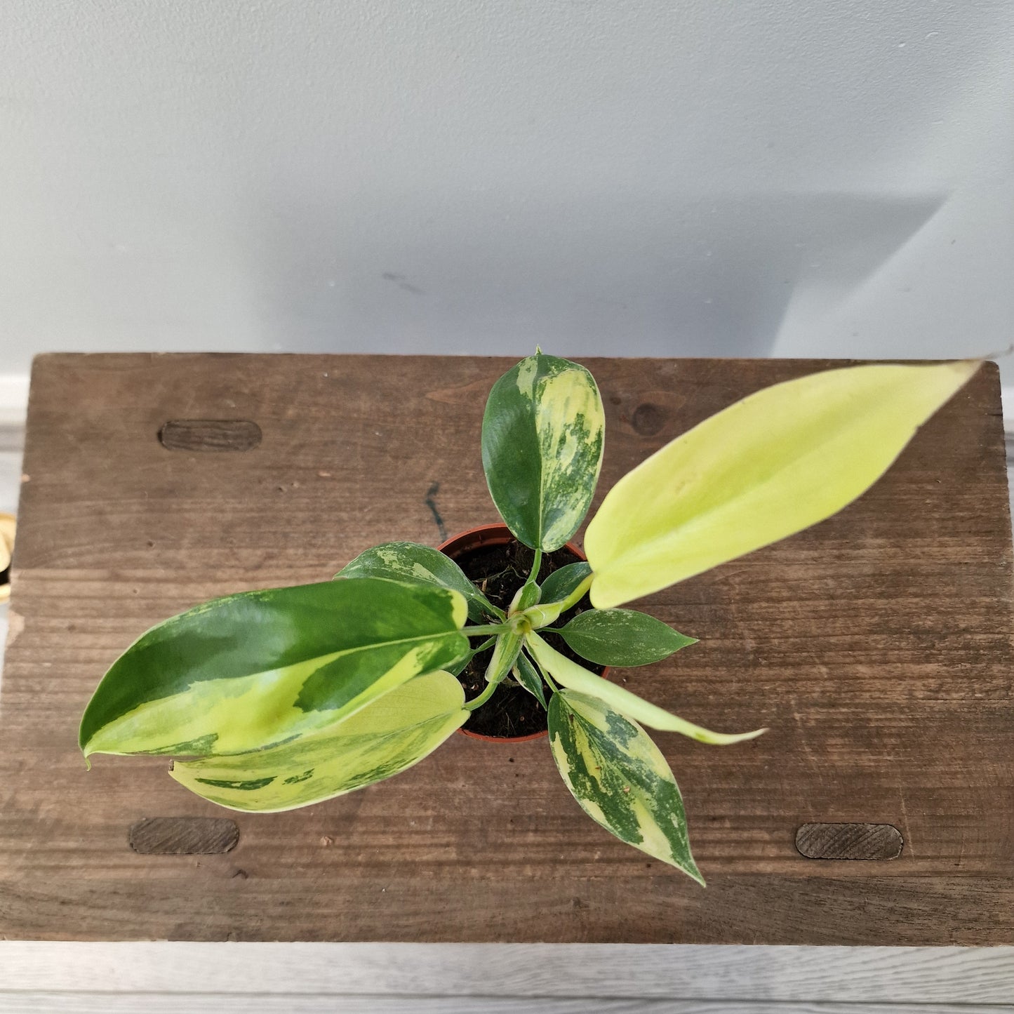 Philodendron Florida Beauty – 7cm Pot (#1)