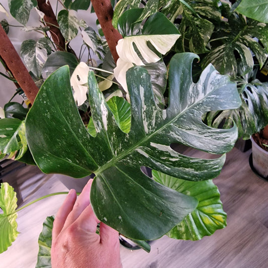 Monstera Albo Variegated Middle Cutting
