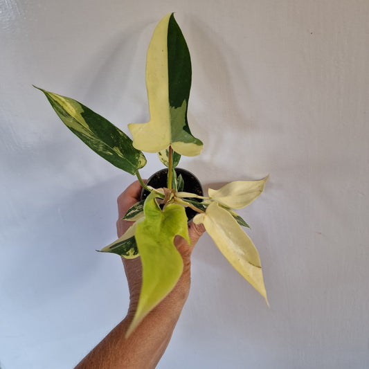 Philodendron Florida Beauty Rare Houseplant 6cm pot