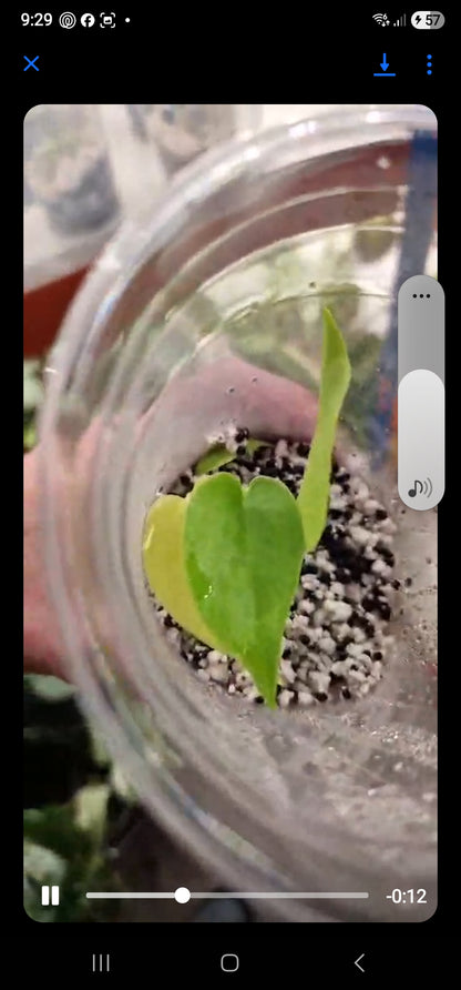 Csilla - Early bird price - Monstera Lemon Lime – Young Exact TC Plant