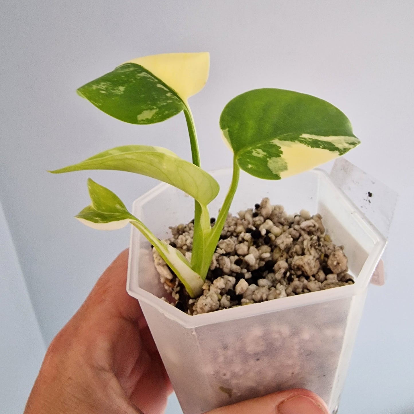 Monstera Lemon Lime Pom Pom see description