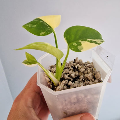 Monstera Lemon Lime Pom Pom see description