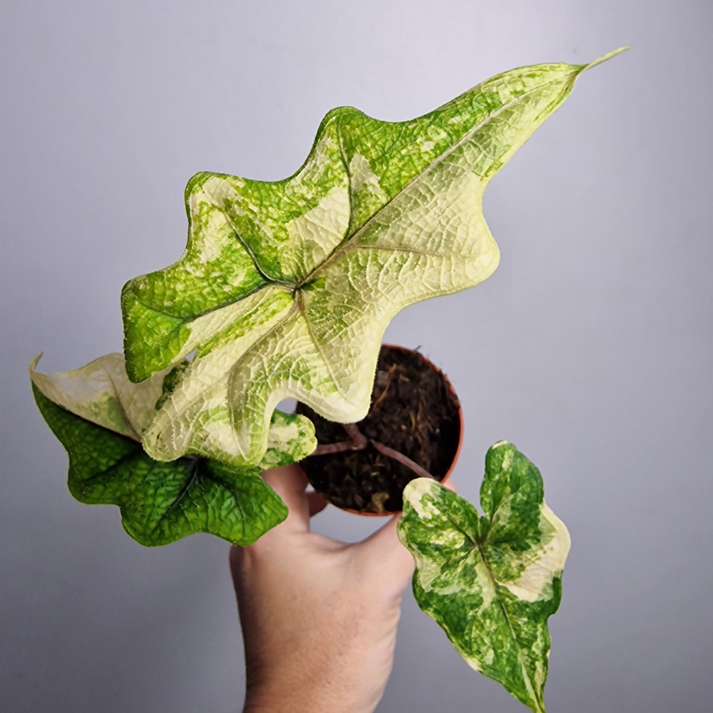 Alocasia Jacklyn Variegata – 7 cm - Exact Plant - Pot (#2)