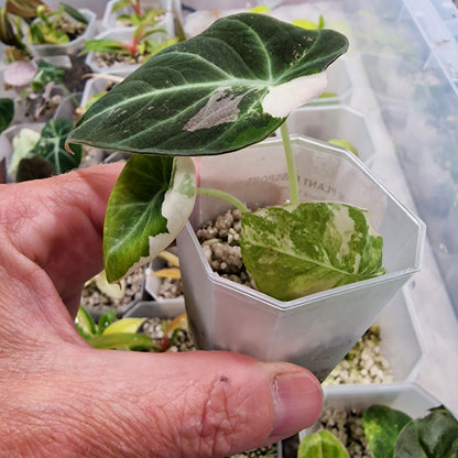 Alocasia Black Velvet Pink Variegata