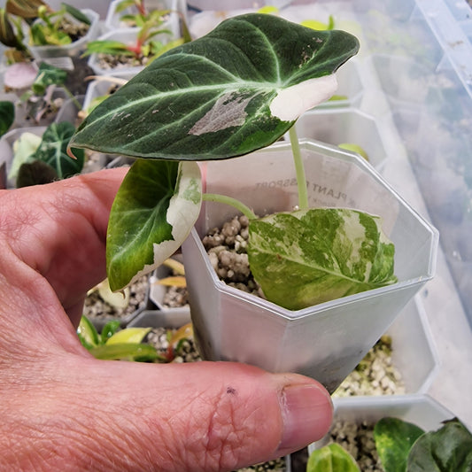 Alocasia Black Velvet Pink Variegata