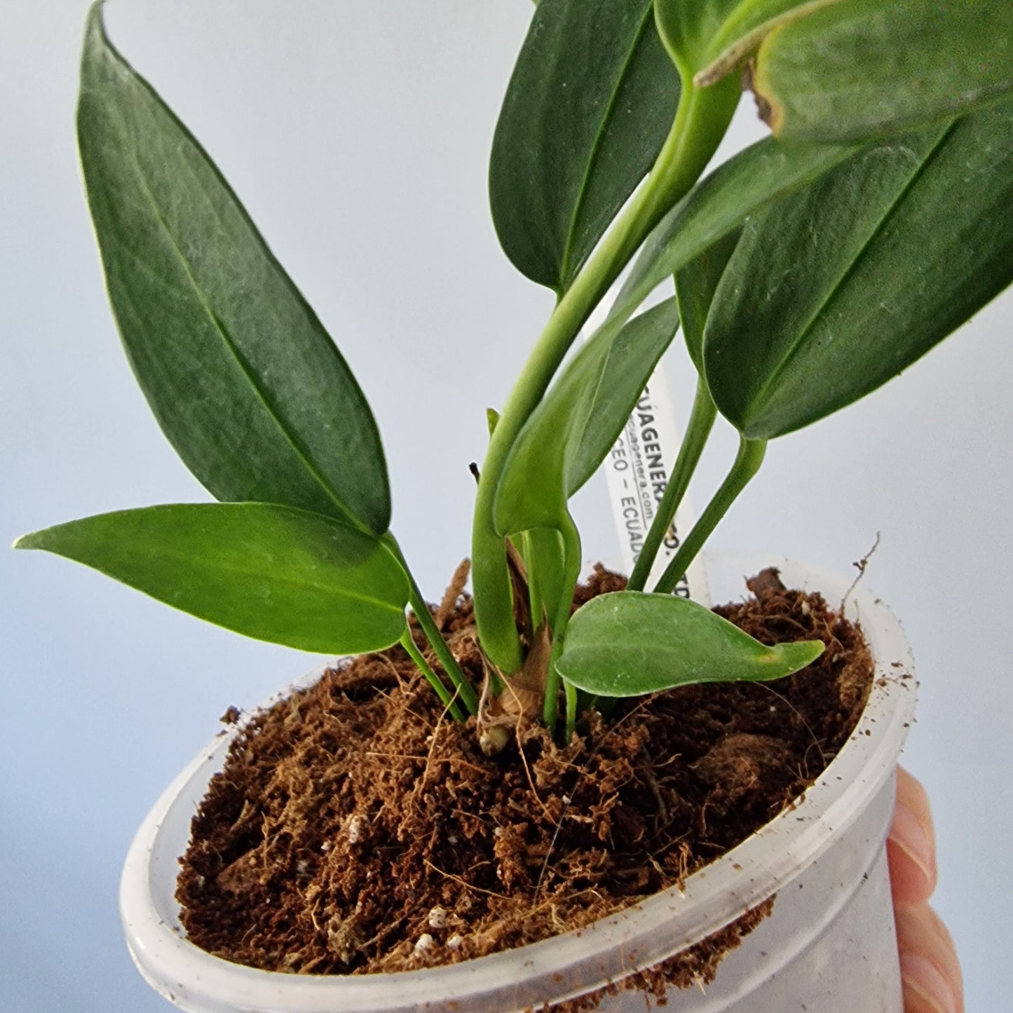 Ecuagenera Rehab Anthurium wendlingeri (31)