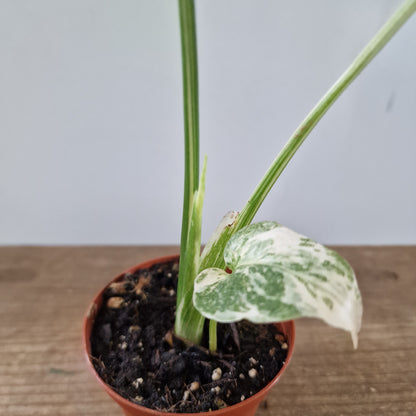 Monstera Thai Constellation Half Moon variegation Rare Houseplant 6cm pot (d)
