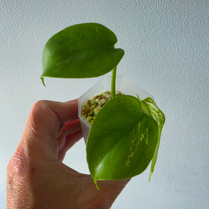 Monstera Devil Tissue Culture see description