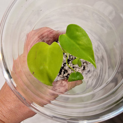 Monstera Lemon Lime – Young Exact TC Plant (#12)