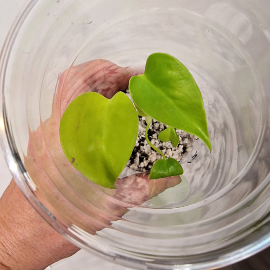 Monstera Lemon Lime – Young Exact TC Plant (#12)