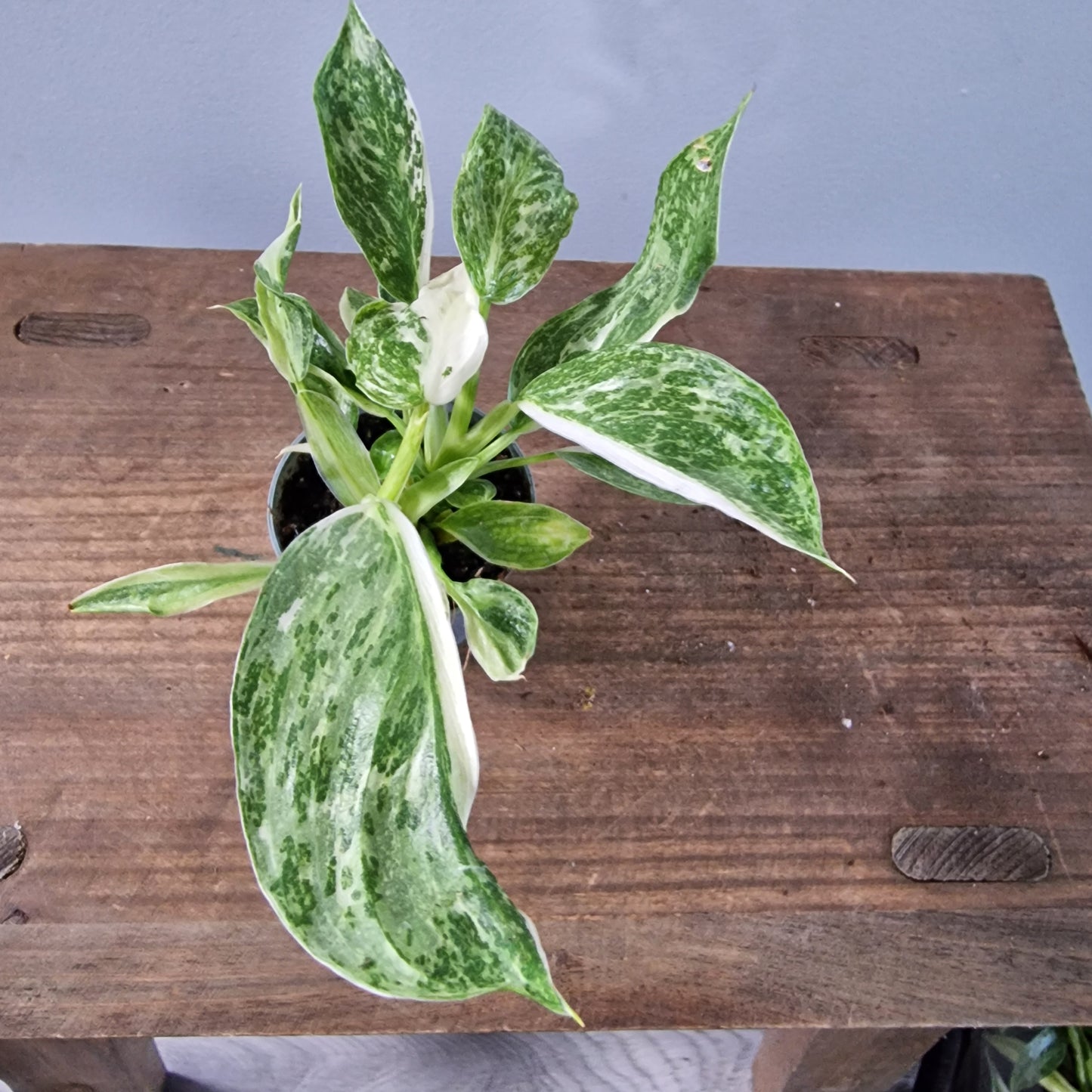 Philodendron Jose Buono Houseplant 6cm pot