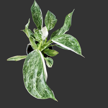 Philodendron Jose Buono Houseplant 6cm pot