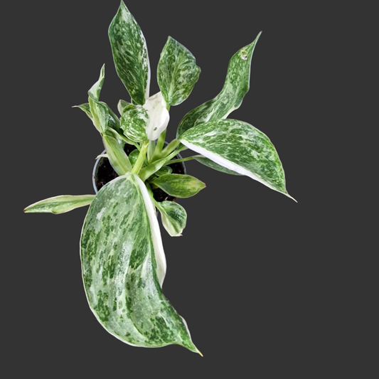 Philodendron Jose Buono Houseplant 6cm pot