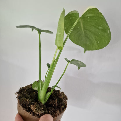 Monstera Thai Constellation Rare Houseplant 11cm pot (1f)