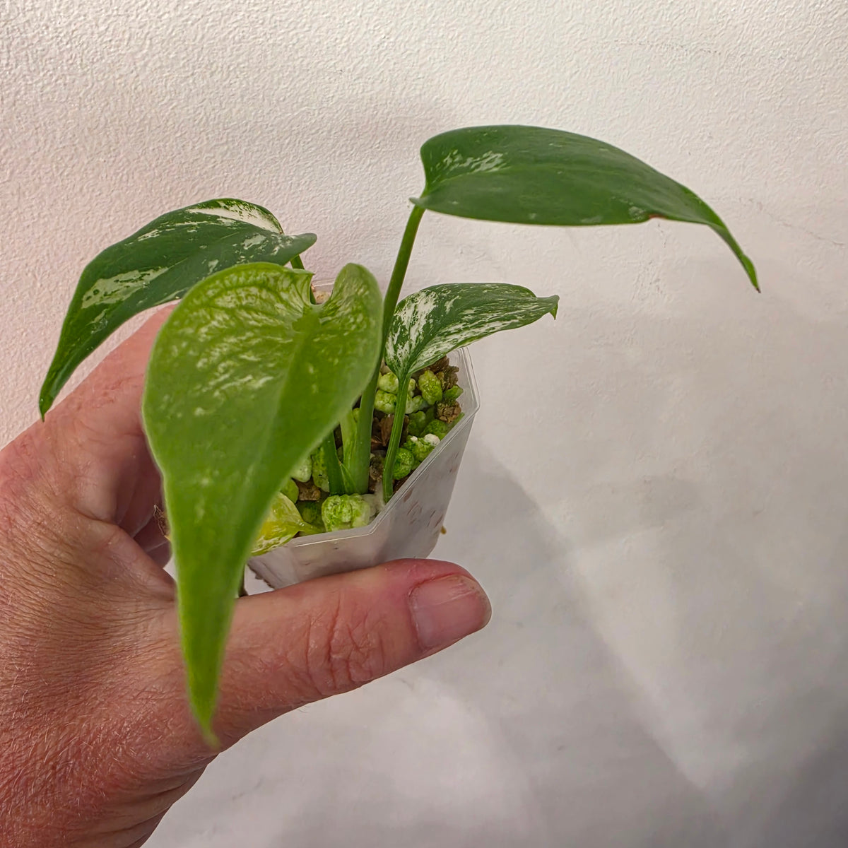 Monstera Devil – Exact Plant G1