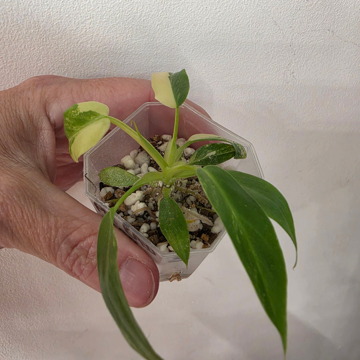 Philodendron Radiatum Variegatum – Exact Plant #3