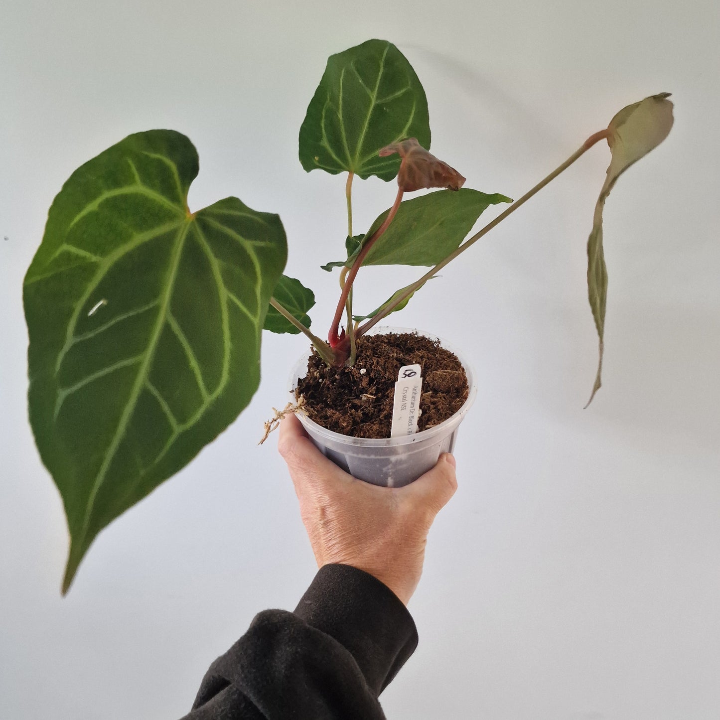 Ecuagenera Rehab Anthurium Dr Bloc x Red Crystal NSE