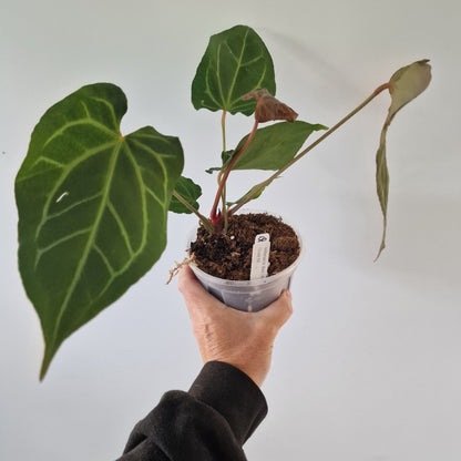 Ecuagenera Rehab Anthurium Dr Bloc x Red Crystal NSE