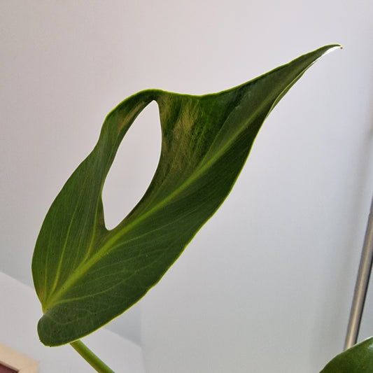 Monstera Burle Marx Flame Rare  Houseplant 13cm pot (1)