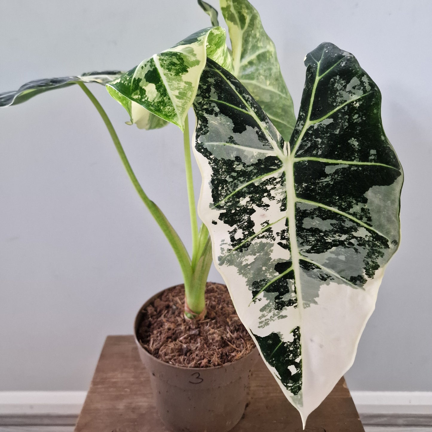 Alocasia Variegated Frydek (#3) – 17cm Pot (50cm Tall)
