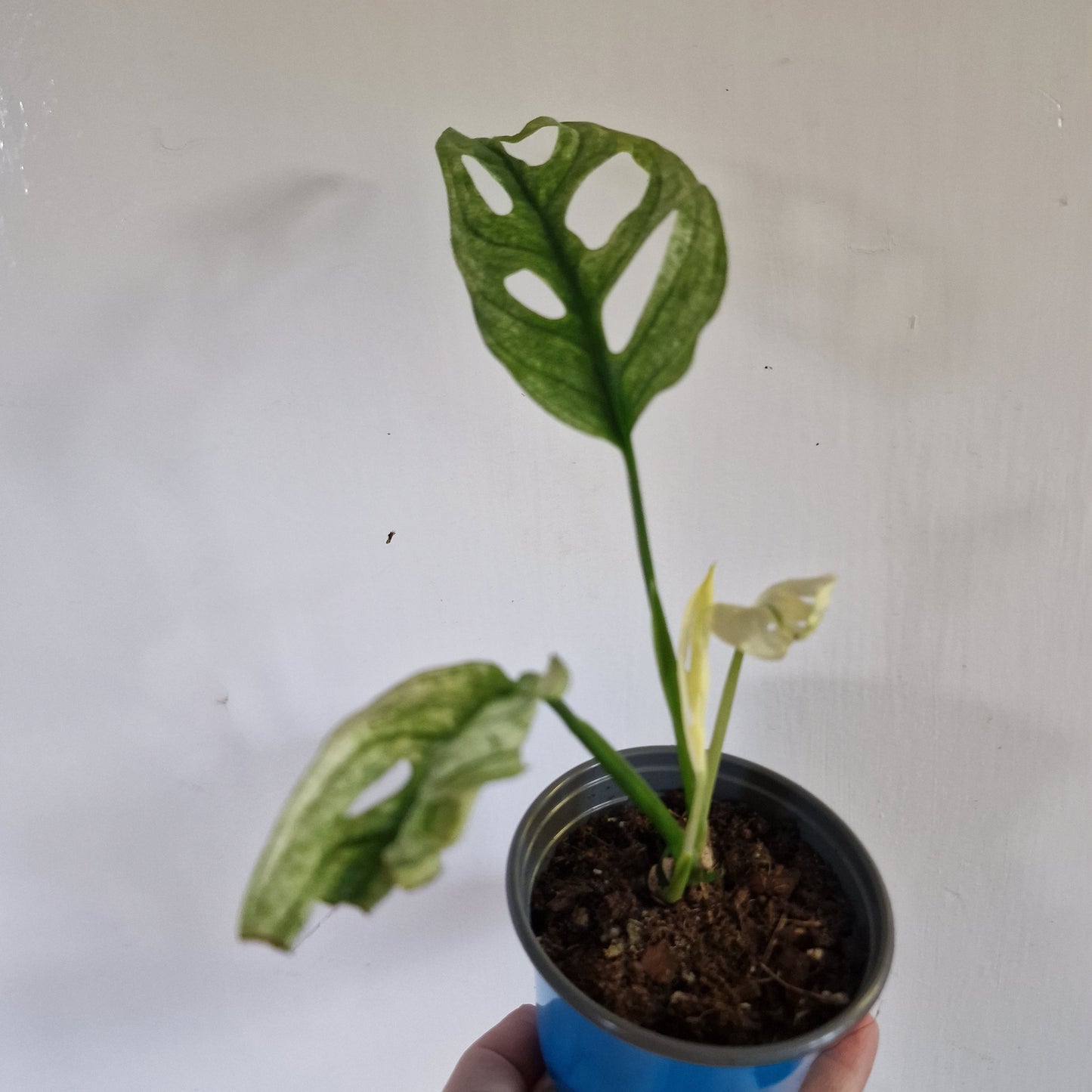Monstera Adansonii Variegated #E