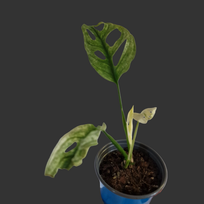 Monstera Adansonii Variegated #E