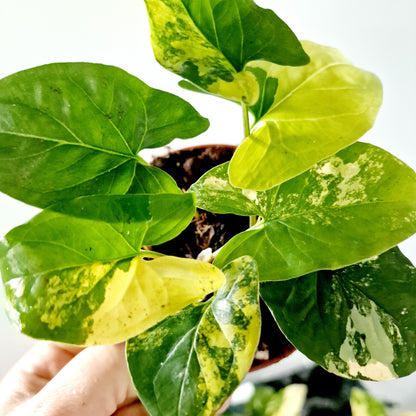 Syngonium Aurea multiple Houseplants in each 14cm pot (2)