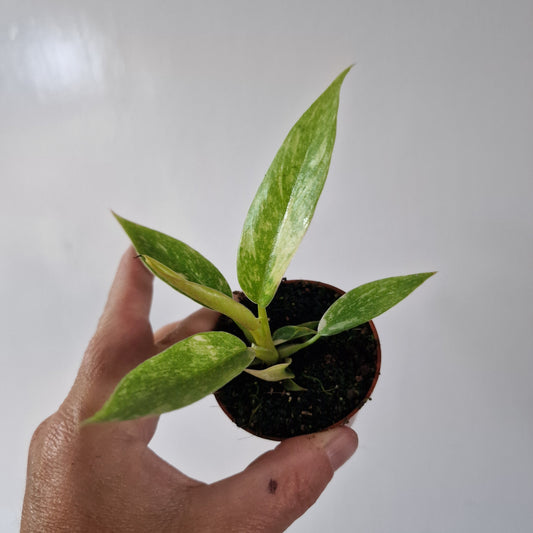 Philodendron Baby Houseplant 6cm pot